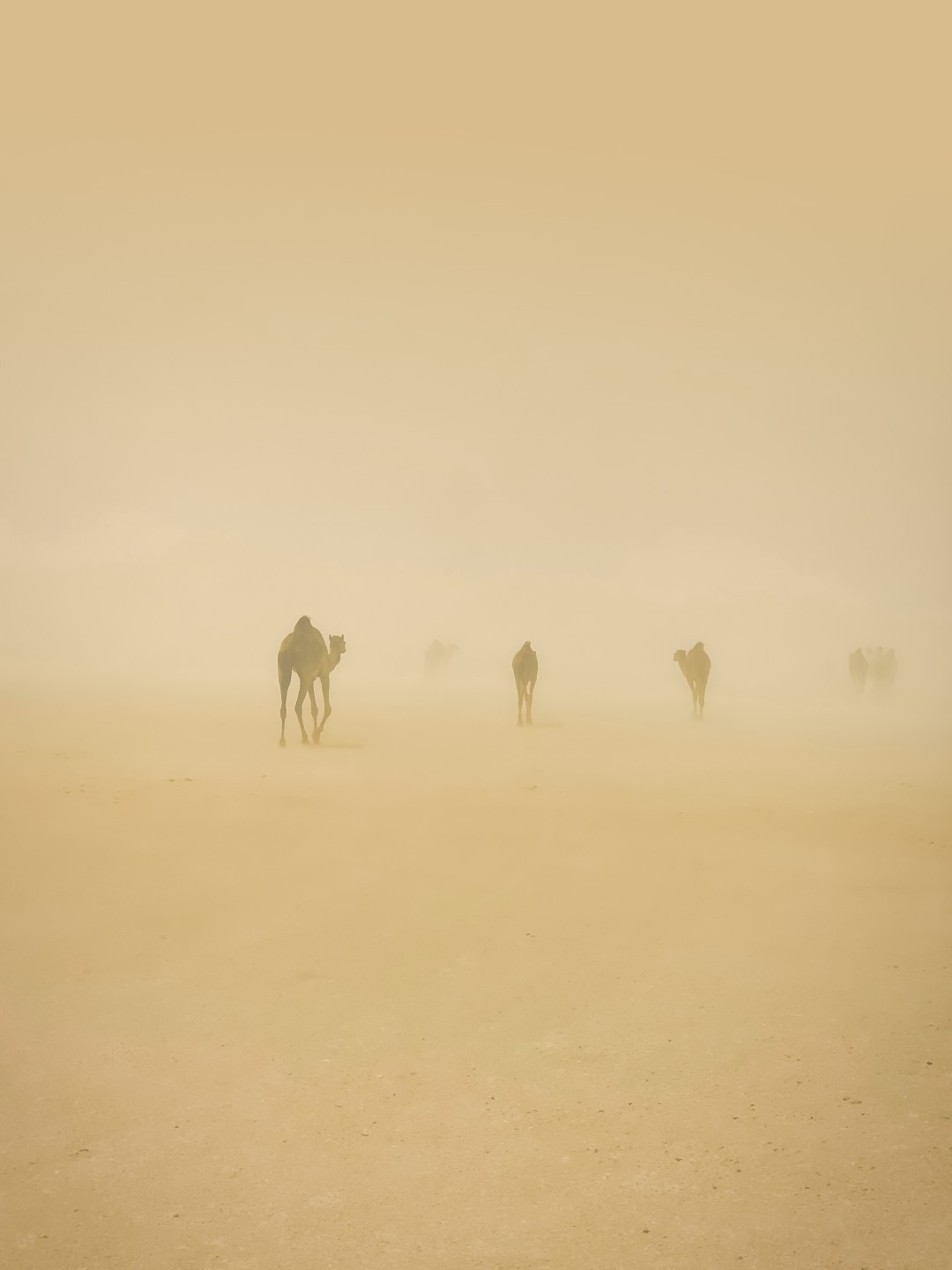 Dust on the Sensor: When the Desert Follows You Into the Camera